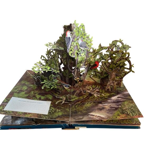 Birdscapes Pop Up Book Celebration of Bird Songs in Stereo M. Chu & Cornell Labs - Picture 13 of 14